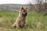 CAIRN TERRIER 643